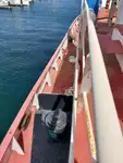Kapal penarik kanggo didol