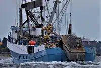 Kapal purse seiner kanggo didol