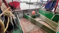 Kapal pengangkut iwak urip kanggo didol
