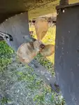 Kapal kerja kanggo didol