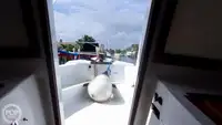 Dukungan penyelaman kanggo didol