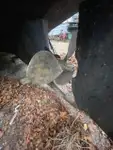 Kapal penarik kanggo didol